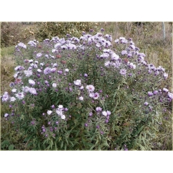 Nasiona Aster amerykański lawendowy szt.5 Nxx490