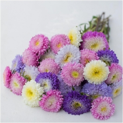 Nasiona Aster amerykański lawendowy szt.5 Nxx490