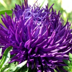 Nasiona Aster chiński pełny fiolet szt. 5 Nxx700