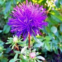 Nasiona Aster chiński pełny fiolet szt. 5 Nxx700