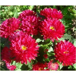 Nasiona Aster chiński karłowy czerw szt.10 Nxx505