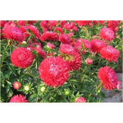 Nasiona Aster chiński karłowy czerw szt.10 Nxx505