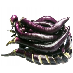 Nasiona Bakłażan długi Wąż szt.5 N33