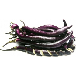 Nasiona Bakłażan długi wąż szt.5 Nxx33