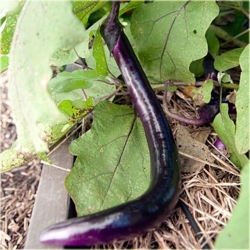 Nasiona Bakłażan długi wąż szt.5 Nxx33