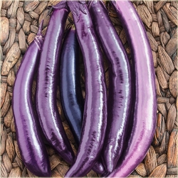 Nasiona Bakłażan długi wąż szt.5 Nxx33