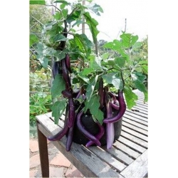 Nasiona Bakłażan długi wąż szt.5 Nxx33