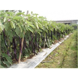 Nasiona Bakłażan długi wąż szt.5 Nxx33