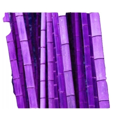 Nasiona Bambus fioletowy szt.5 N86