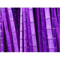 Nasiona Bambus fioletowy szt.5 Nxx86