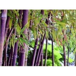 Nasiona Bambus fioletowy szt.5 Nxx86