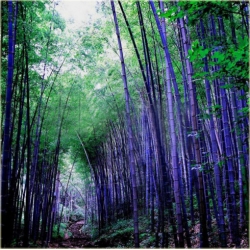 Nasiona Bambus fioletowy szt.5 Nxx86