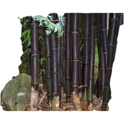 Nasiona Bambus czarny Lako szt.5 N187