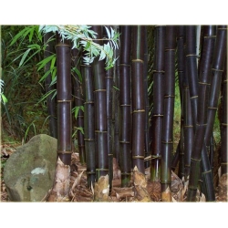 Nasiona Bambus czarny Lako szt.5 Nxx187
