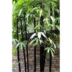 Nasiona Bambus czarny Lako szt.5 Nxx187