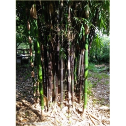 Nasiona Bambus czarny Lako szt.5 Nxx187