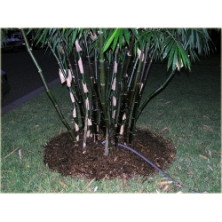 Nasiona Bambus czarny Lako szt.5 Nxx187