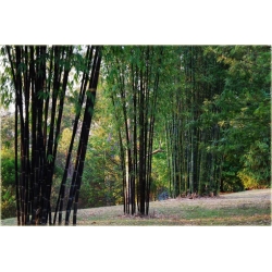 Nasiona Bambus czarny Lako szt.5 Nxx187