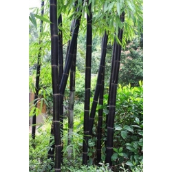 Nasiona Bambus ogrod Lako szt.10 Nxx114