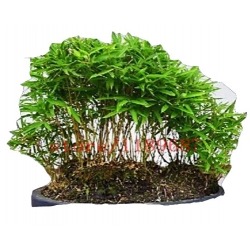 Nasiona Bambus mini szt.10 N191