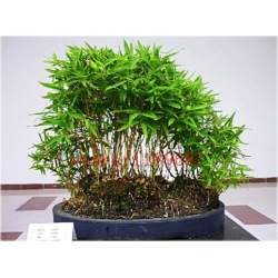 Nasiona Bambus mini szt.10 Nxx191