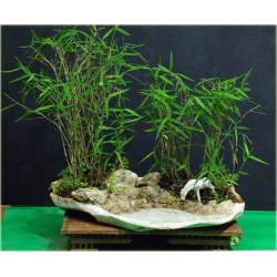 Nasiona Bambus mini szt.10 Nxx191