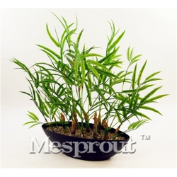 Nasiona Bambus mini szt.10 Nxx191