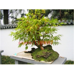 Nasiona Bambus mini szt.10 Nxx191