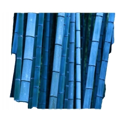 Nasiona Bambus niebieski szt.5 N122