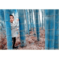 Nasiona Bambus niebieski szt.5 Nxx122