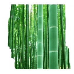 Nasiona Bambus ogromny Mao szt.5 N172