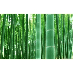 Nasiona Bambus ogromny Mao szt.5 Nxx172