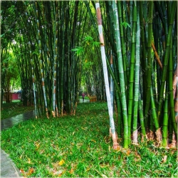 Nasiona Bambus ogromny Mao szt.5 Nxx172