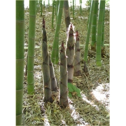 Nasiona Bambus ogromny Mao szt.5 Nxx172