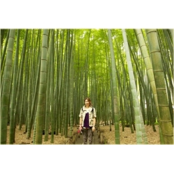 Nasiona Bambus ogromny Mao szt.5 Nxx172