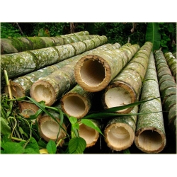 Nasiona Bambus ogromny Mao szt.5 Nxx172