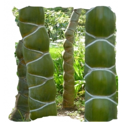 Nasiona Bambus skrętny szt.5 N349