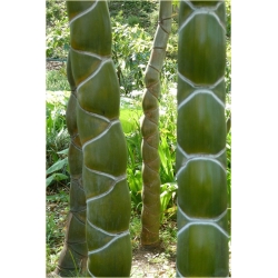 Nasiona Bambus skrętny szt.5 Nxx349