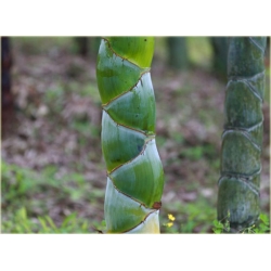 Nasiona Bambus skrętny szt.5 Nxx349