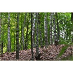 Nasiona Bambus skrętny szt.5 Nxx349