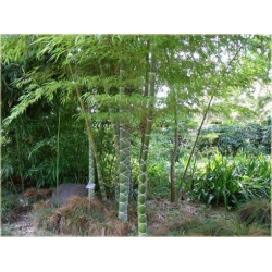 Nasiona Bambus skrętny szt.5 Nxx349