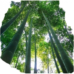 Nasiona Bambus zielony szt.5 N339