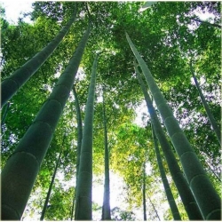 Nasiona Bambus zielony szt.5 Nxx339