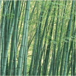 Nasiona Bambus zielony szt.5 Nxx339