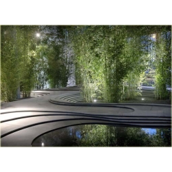 Nasiona Bambus zielony szt.5 Nxx339