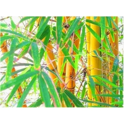 Nasiona Bambus złoty szt.5 Nxx154