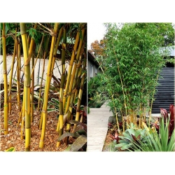 Nasiona Bambus złoty szt.5 Nxx154