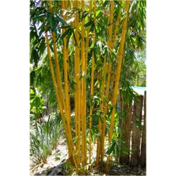 Nasiona Bambus złoty szt.5 Nxx154