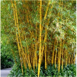Nasiona Bambus złoty szt.5 Nxx154