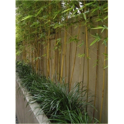 Nasiona Bambus złoty szt.5 Nxx154